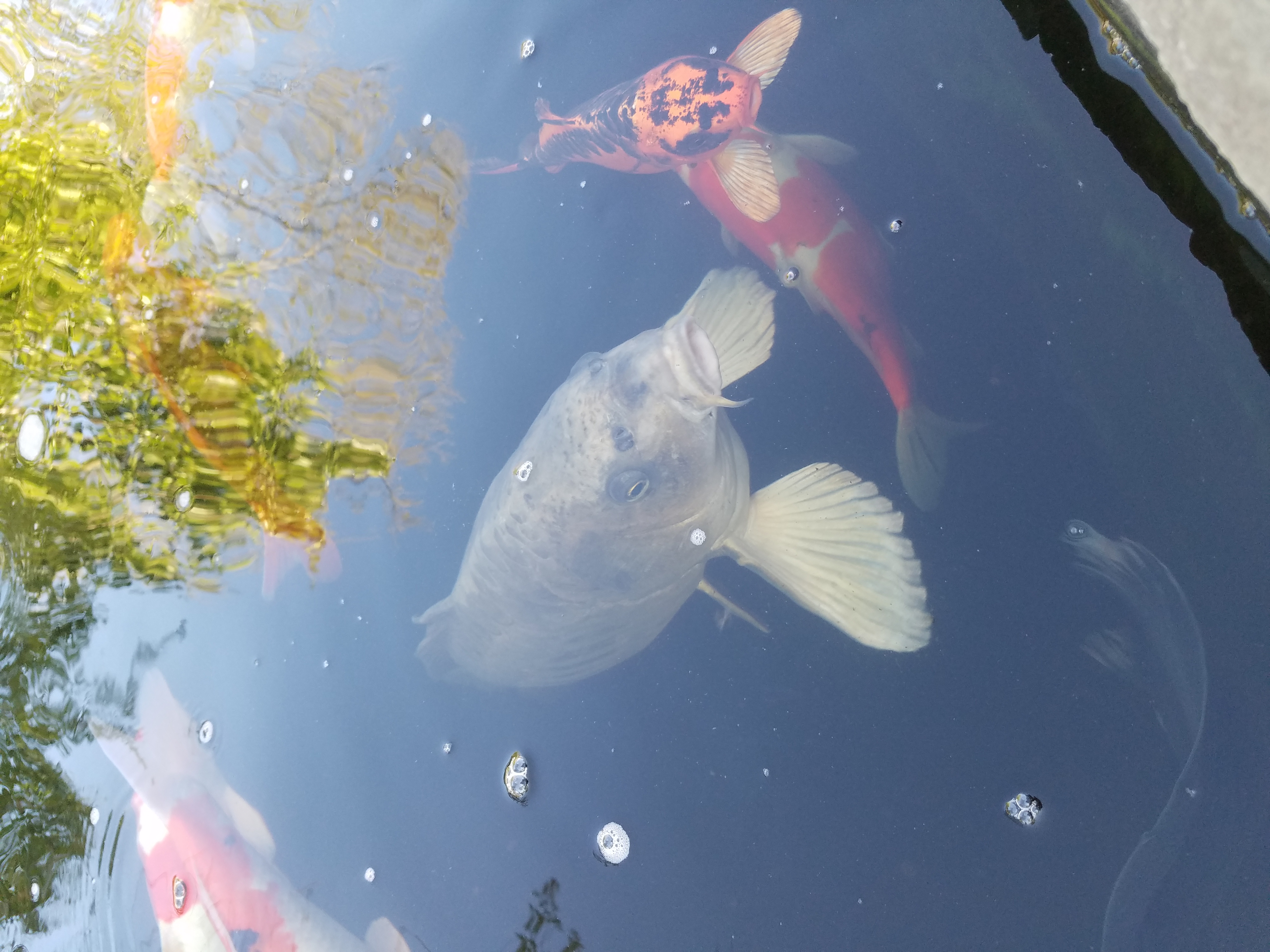 A close up picture of a Koi fish in a container