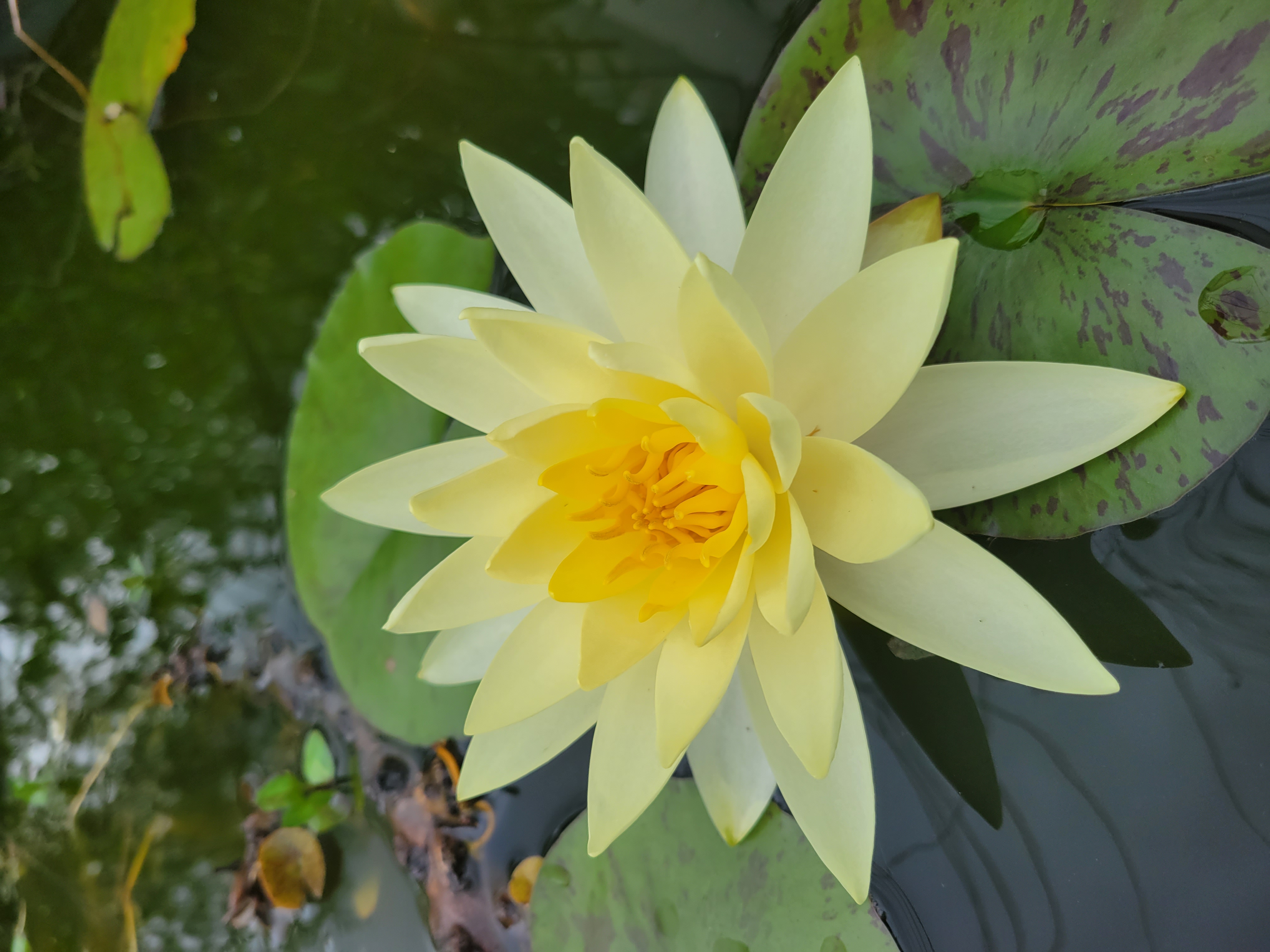 Spring Pond Care: Getting Your Water Garden Ready