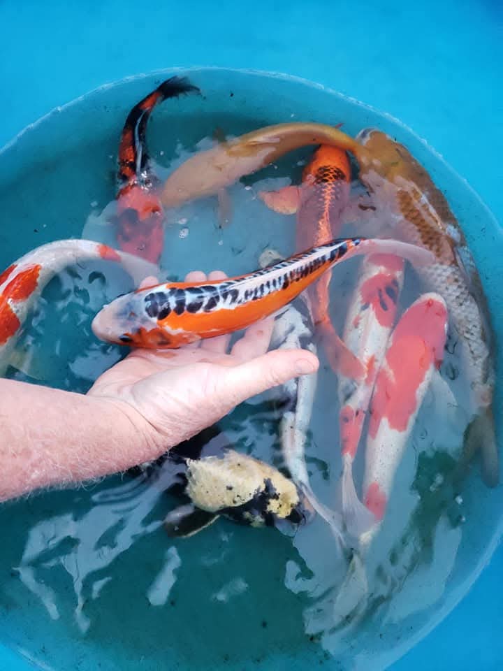 Caring for Koi: Tips for Healthy, Happy Fish